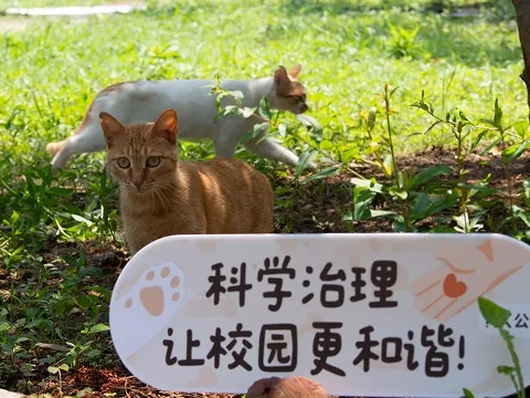 萌友计划